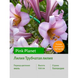 Лилия Pink Planet