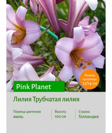 Лилия Pink Planet