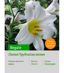 Лилия Regale