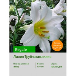 Лилия Regale