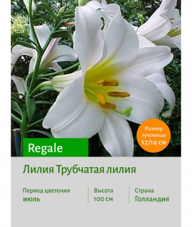 Лилия Regale