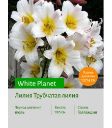 Лилия White Planet
