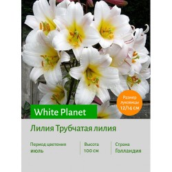 Лилия White Planet