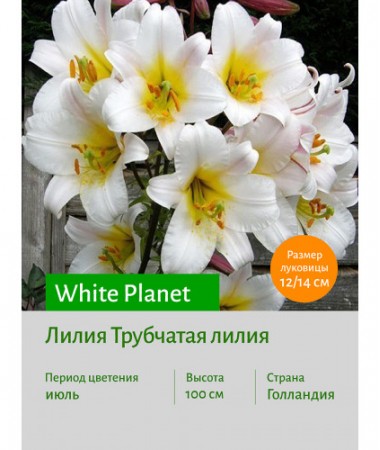 Лилия White Planet