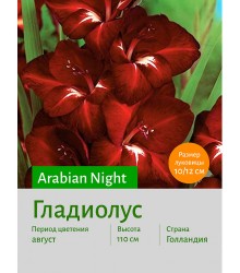 Гладиолус Arabian Night
