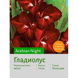 Гладиолус Arabian Night