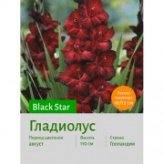 Гладиолус Black_Star