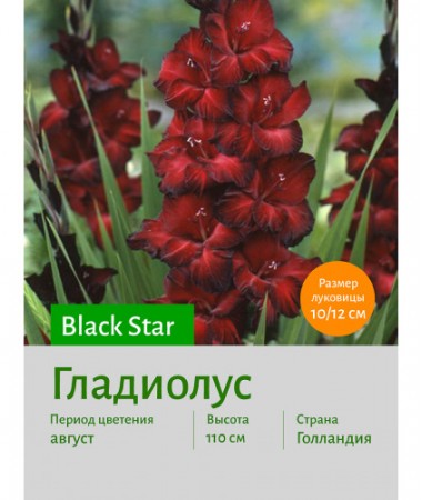 Гладиолус Black_Star