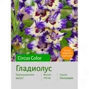 Гладиолус Circus Color