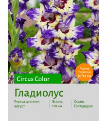 Гладиолус Circus Color