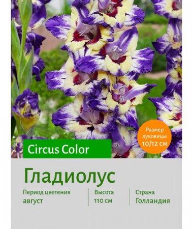 Гладиолус Circus Color