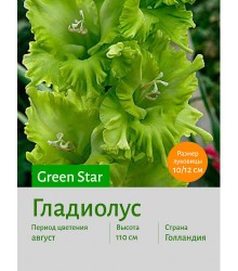 Гладиолус Green Star