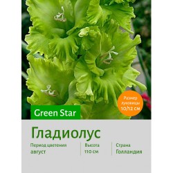 Гладиолус Green Star