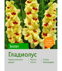 Гладиолус Jester