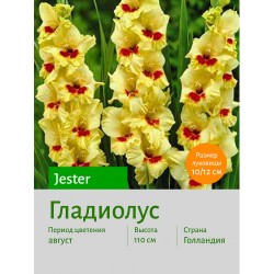 Гладиолус Jester