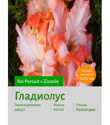 Гладиолус Koi Pursuit