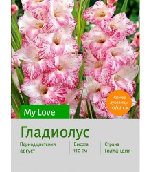 Гладиолус My Love