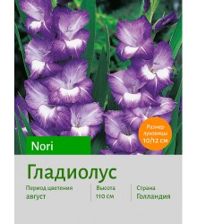 Гладиолус Nori