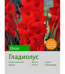 Гладиолус Oscar