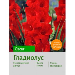 Гладиолус Oscar