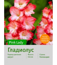 Гладиолус Pink Lady