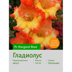 Гладиолус Pr. Margaret Rose