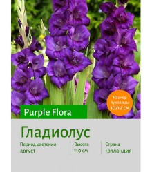 Гладиолус Purple Flora