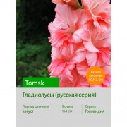 Гладиолус Tomsk
