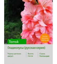 Гладиолус Tomsk