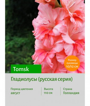 Гладиолус Tomsk