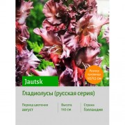 Гладиолус Jautsk