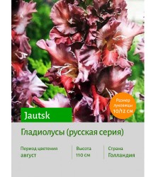 Гладиолус Jautsk