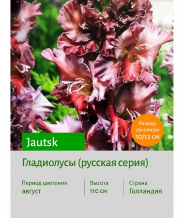 Гладиолус Jautsk