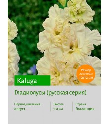 Гладиолус Kaluga