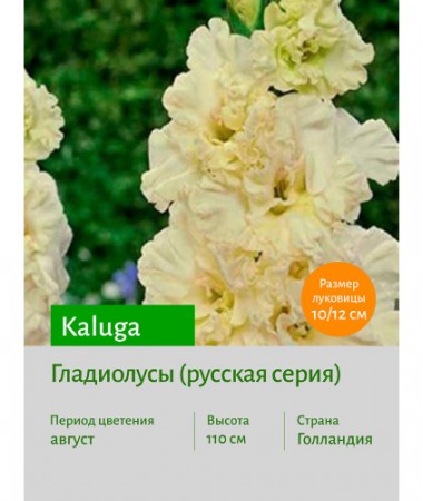 Гладиолус Kaluga