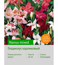 Гладиолус карликовый Nanus mixed