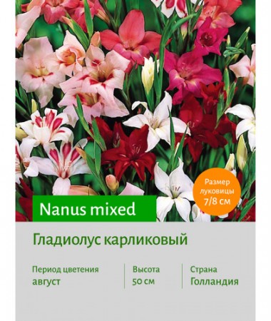 Гладиолус карликовый Nanus mixed