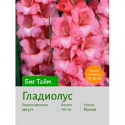 Гладиолус Биг Тайм