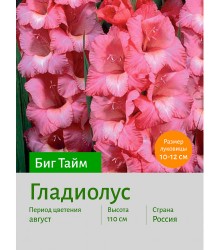 Гладиолус Биг Тайм