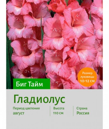 Гладиолус Биг Тайм