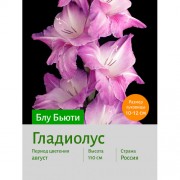 Гладиолус Блу Бьюти