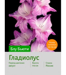 Гладиолус Блу Бьюти