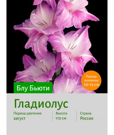 Гладиолус Блу Бьюти