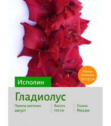 Гладиолус Исполин