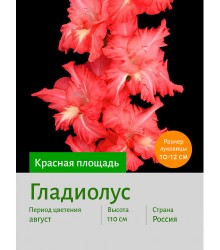 Гладиолус Красная площадь