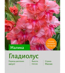 Гладиолус Малика