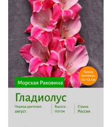 Гладиолус Морская Раковина