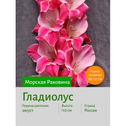 Гладиолус Морская Раковина