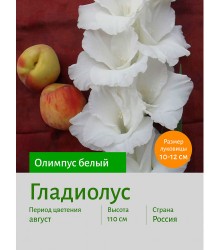 Гладиолус Олимпус белый