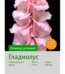 Гладиолус Олимпус розовый